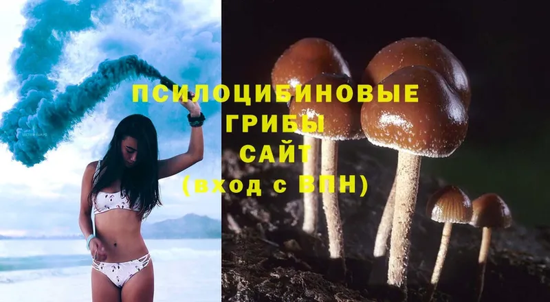 Галлюциногенные грибы Psilocybine cubensis  Химки 